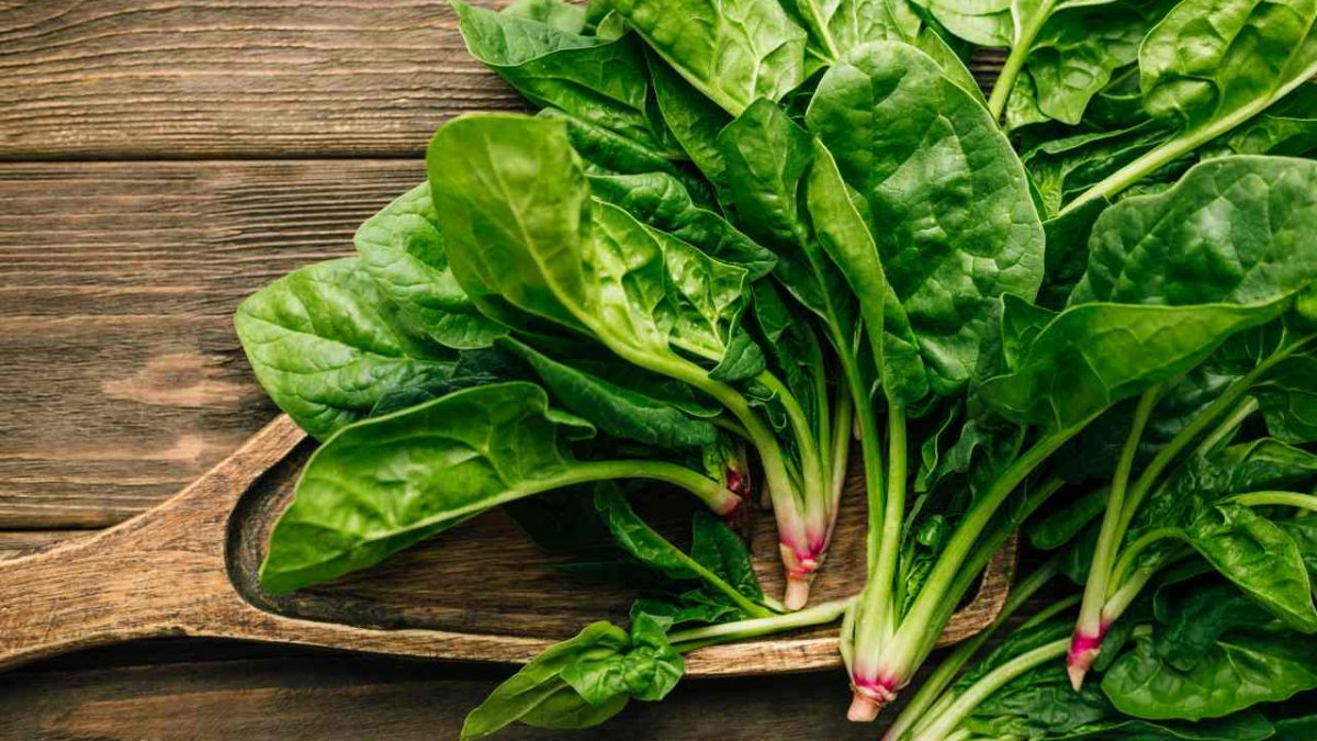 Tidak Cepat Layu, Ini Cara Menyimpan Sayur Bayam Di Kulkas - Official Astronauts Blog