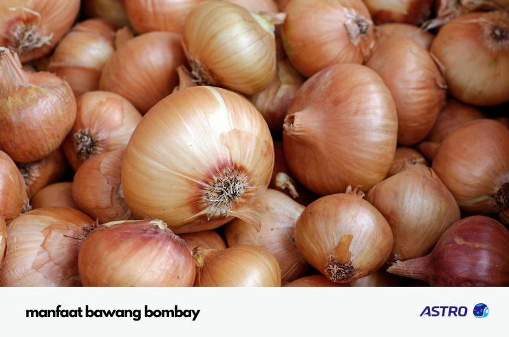 manfaat bawang bombay