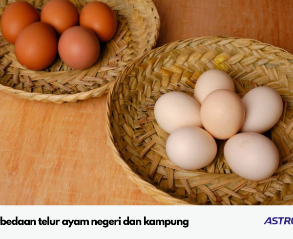 perbedaan telur ayam negeri dan kampung