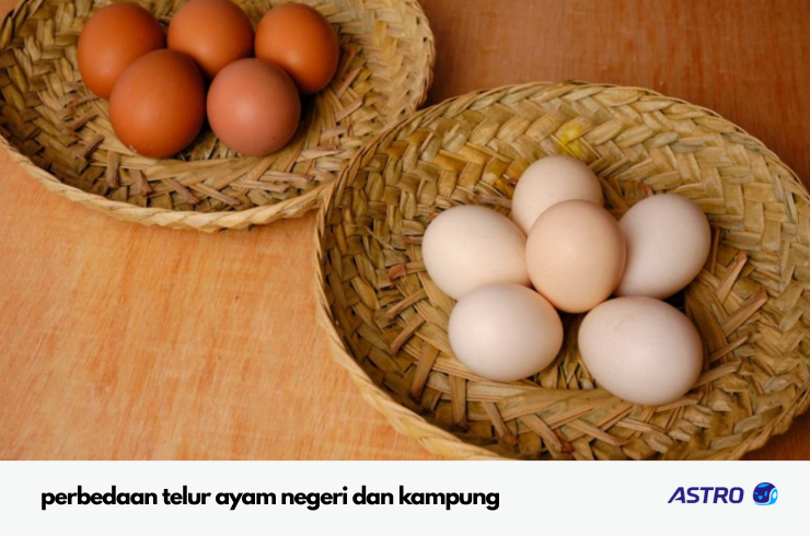 perbedaan telur ayam negeri dan kampung